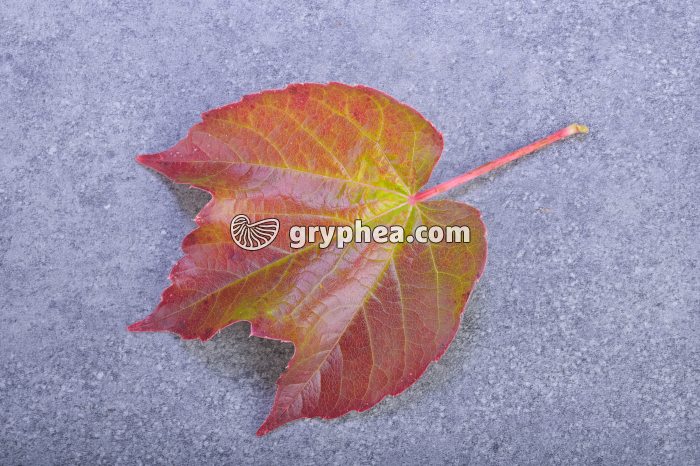 Feuille de Vigne - gryphea.org